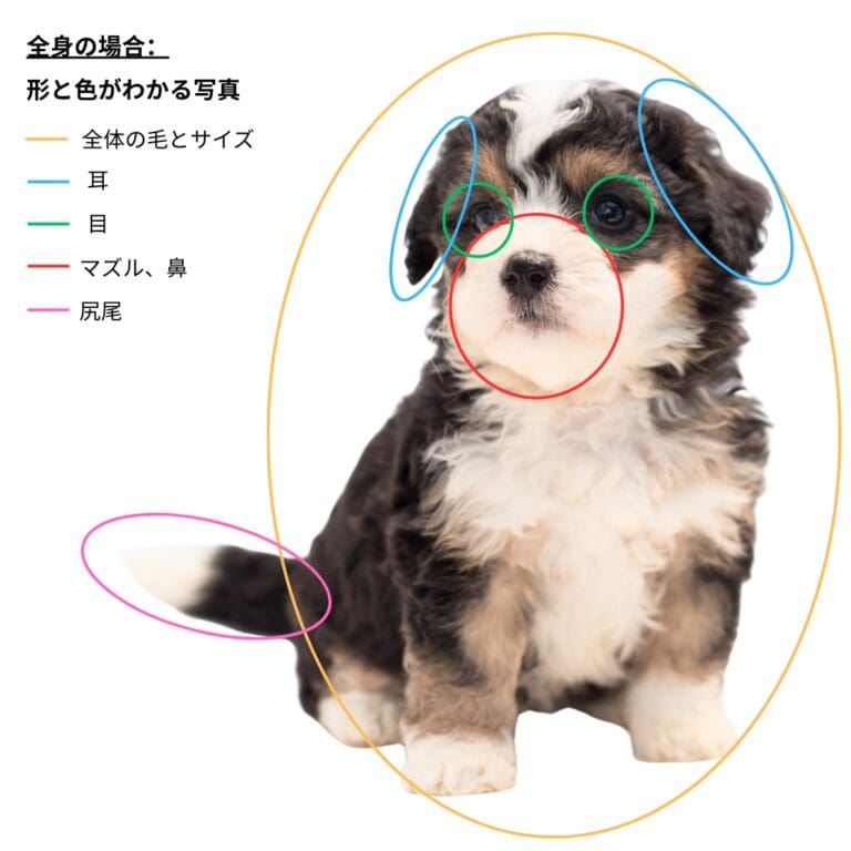 良い写真の例（アノテーション付き）